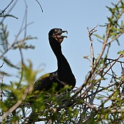 Double-crested Cormorant, Smith Oaks Sanctuary, High Island, Texas
